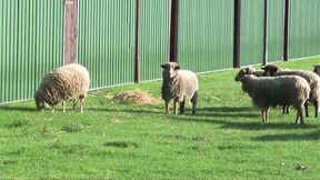 Germany goes Crazy for Sex!!!